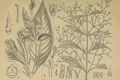 Plant-Illustration-of-Chiretta