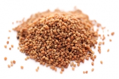 Seeds-of-Chiretta