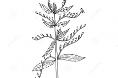 Sketch-of-Chiretta