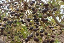 Mature-fruits-of-Chironji
