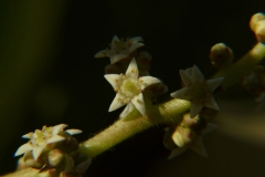 Closer-view-of-flower-of-Chironji