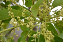 Flowering-stem-of-Chironji