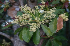 Flowers-of-Chironji