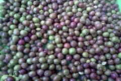 Harvested-Chironji-fruit
