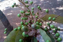 Immature-Chironji-fruits