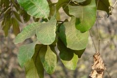 Leaves-of-Chironji