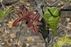 New-growth-of-Chironji-leaves