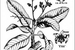 Plant-Illustration-of-Chironji