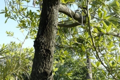 Trunk-of-Chironji