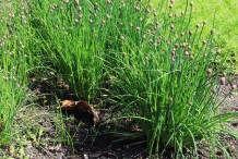 Chives-plant