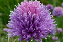 Close-up-flower-of-Chives