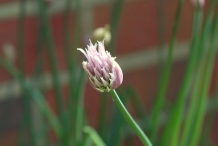 Flower-bud-of-Chives