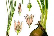 Plant-illustration-of-Chives