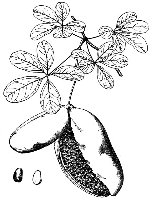 Sketch-of-Chocolate-vine