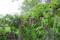 Chocolate-vine-plant