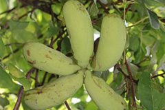 Immature-fruits-of-Chocolate-vine