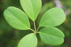 Leaves-of-Chocolate-vine