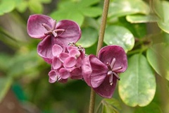 Male-and-female-flowers-of-Chocolate-vine