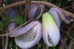 Mature-Chocolate-vine-on-the-plant