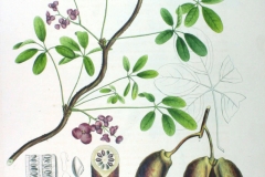 Plant-Illustration-of-Chocolate-vine