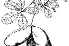 Sketch-of-Chocolate-vine