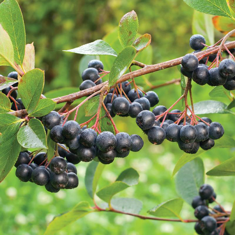 Chokeberry Aronia Berry Facts Health Benefits Nutritional Value Chokeberry Aronia Berry Facts Health Benefits Nutritional Value