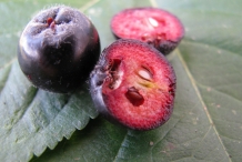 Chokeberry-cut