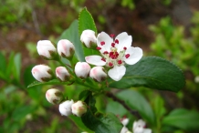 Chokeberry-flower-buds
