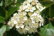 Chokeberry-flowers