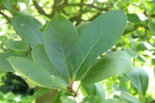 Chokeberry-leaves