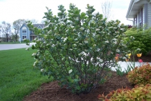 Chokeberry-shrub