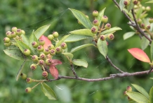 Chokeberry-unripe-fruits