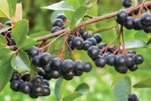 Chokeberry