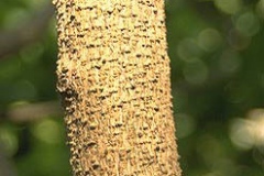 Bark-of-Chou-Wu-Tong