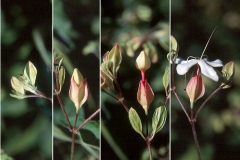 Chou-Wu-Tong-Flower-opening-from-bud