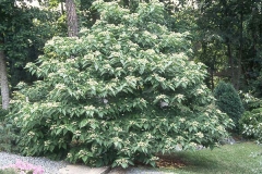 Chou-Wu-Tong-Plant