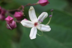 Closer-view-of-flower-of-Chou-Wu-Tong