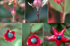 Development-of-fruit-of-Chou-Wu-Tong