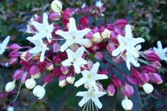 Flowers-of-Chou-Wu-Tong