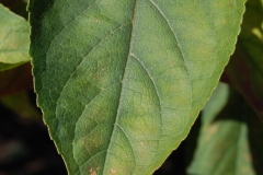 Leaf-of-Chou-Wu-Tong