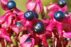 Mature-fruits-of-Chou-Wu-Tong