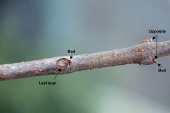 Twigs-and-buds-of-Chou-Wu-Tong