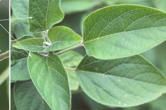 Young-Leaves-of-Chou-Wu-Tong
