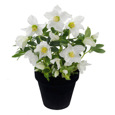 Christmas-rose-plant-on-the-pot