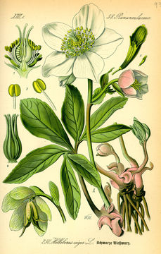 Plant-Illustration-of-Christmas-Rose-plant