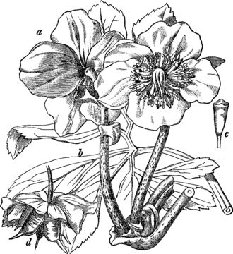 Sketch-of-Christmas-Rose-plant
