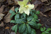 Christmas-Rose-Plant