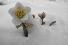Christmas-Rose-plant--on-snow