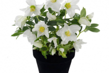Christmas-rose-plant-on-the-pot
