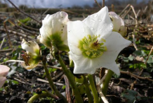 Flower-of-Christmas-Rose-plant